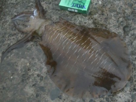 アオリイカ各地で釣れてます